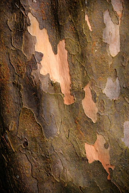 Парротія перська Белла кора